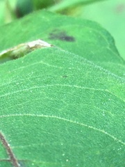 Helianthus resinosus