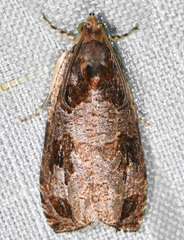 Olethreutes footiana