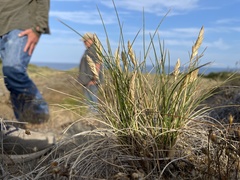 Poa macrantha