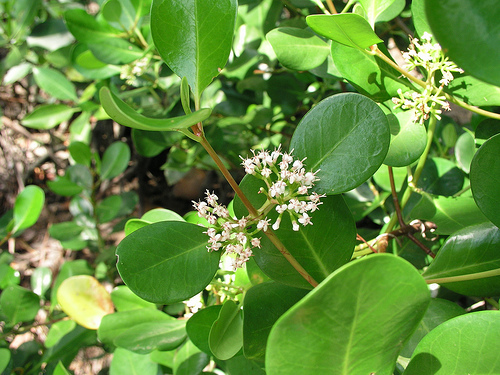 Scyphiphora hydrophylacea