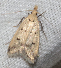 Atheropla decaspila