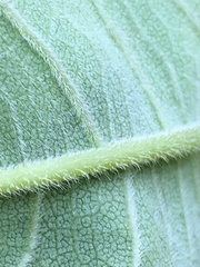 Helianthus resinosus