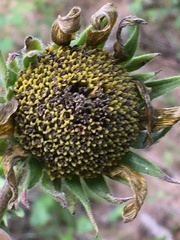 Helianthus resinosus