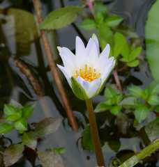 Nymphaea elegans