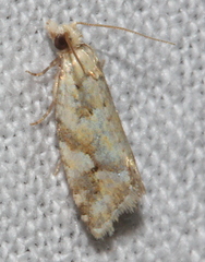 Euphona euphona