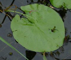 Nymphaea elegans