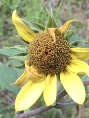 Helianthus resinosus