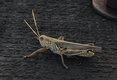 Melanoplus differentialis