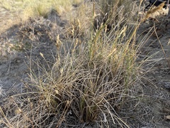 Poa macrantha