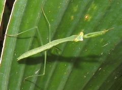 Polyspilota