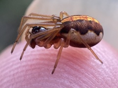 Pachygnatha autumnalis