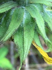 Helianthus resinosus