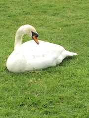 Cygnus olor