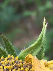 Helianthus resinosus