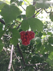 Rhus aromatica aromatica