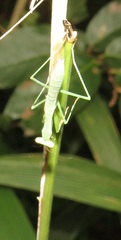 Polyspilota