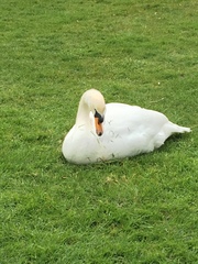 Cygnus olor