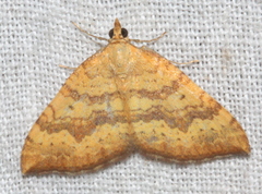 Chrysolarentia correlata