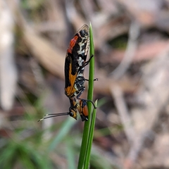 Calomantispa venusta