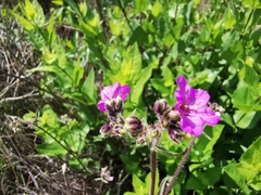 Mirabilis oblongifolia