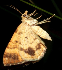 Chrysolarentia correlata