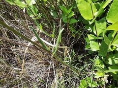 Mirabilis oblongifolia