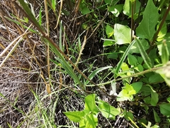 Mirabilis oblongifolia