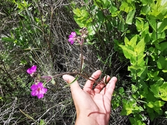 Mirabilis oblongifolia