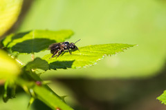 Andrena crataegi