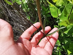 Mirabilis oblongifolia