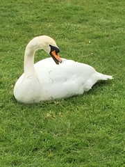 Cygnus olor