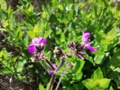 Mirabilis oblongifolia
