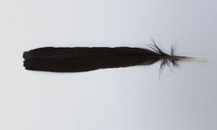 Eumomota superciliosa image