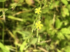 Linum striatum