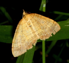 Chrysolarentia insulsata