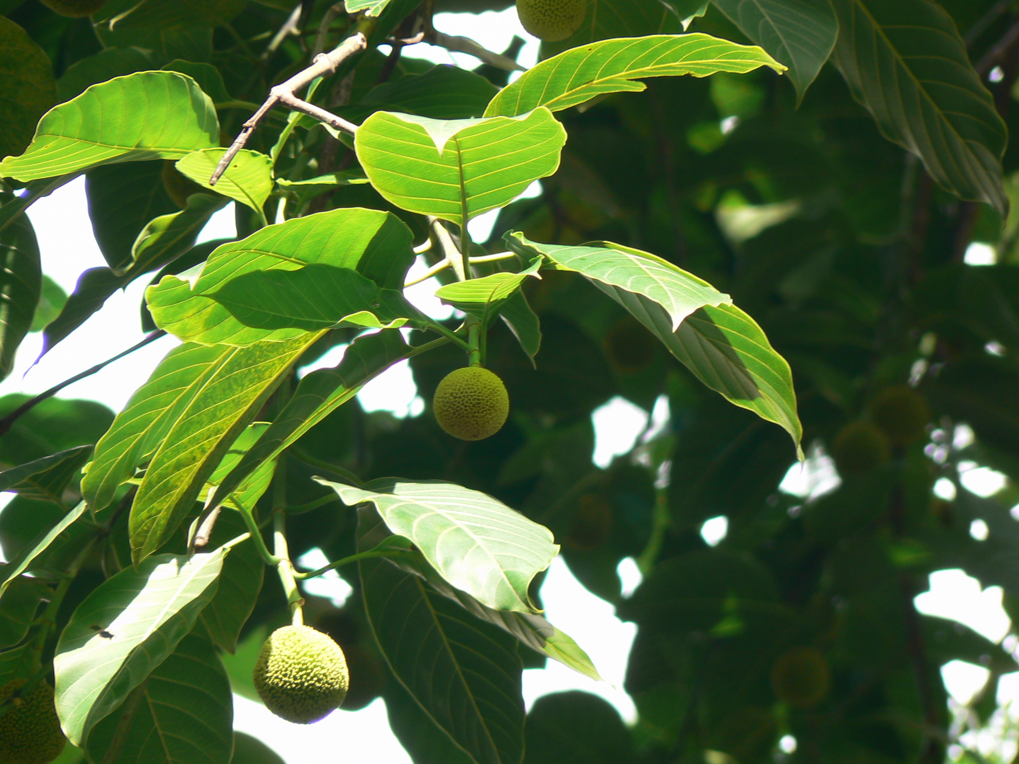 Neolamarckia