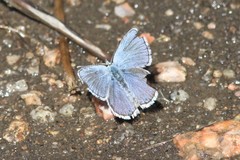 Glaucopsyche lygdamus