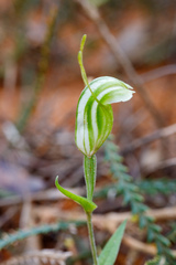 Pterostylis dilatata