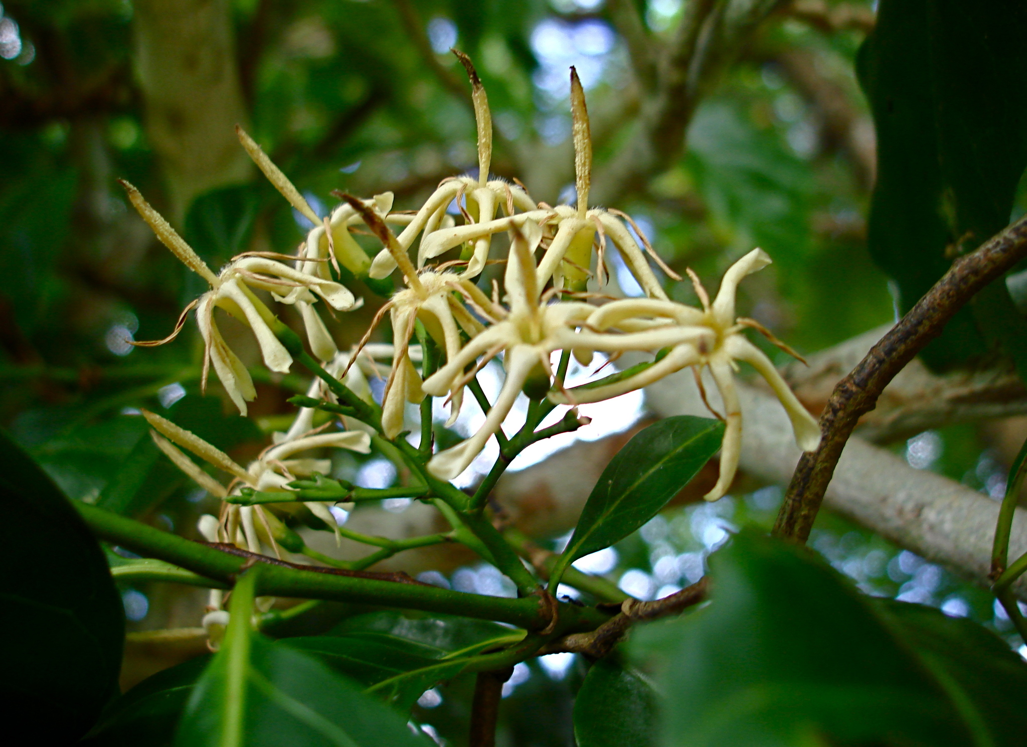 Aidia cochinchinensis