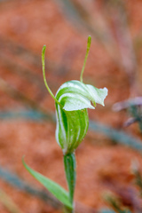Pterostylis dilatata