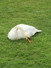 Cygnus olor