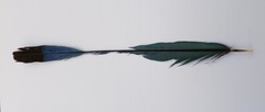 Eumomota superciliosa image