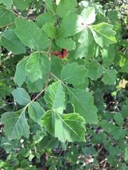 Rhus aromatica aromatica