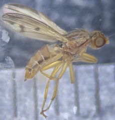 Opomyza petrei