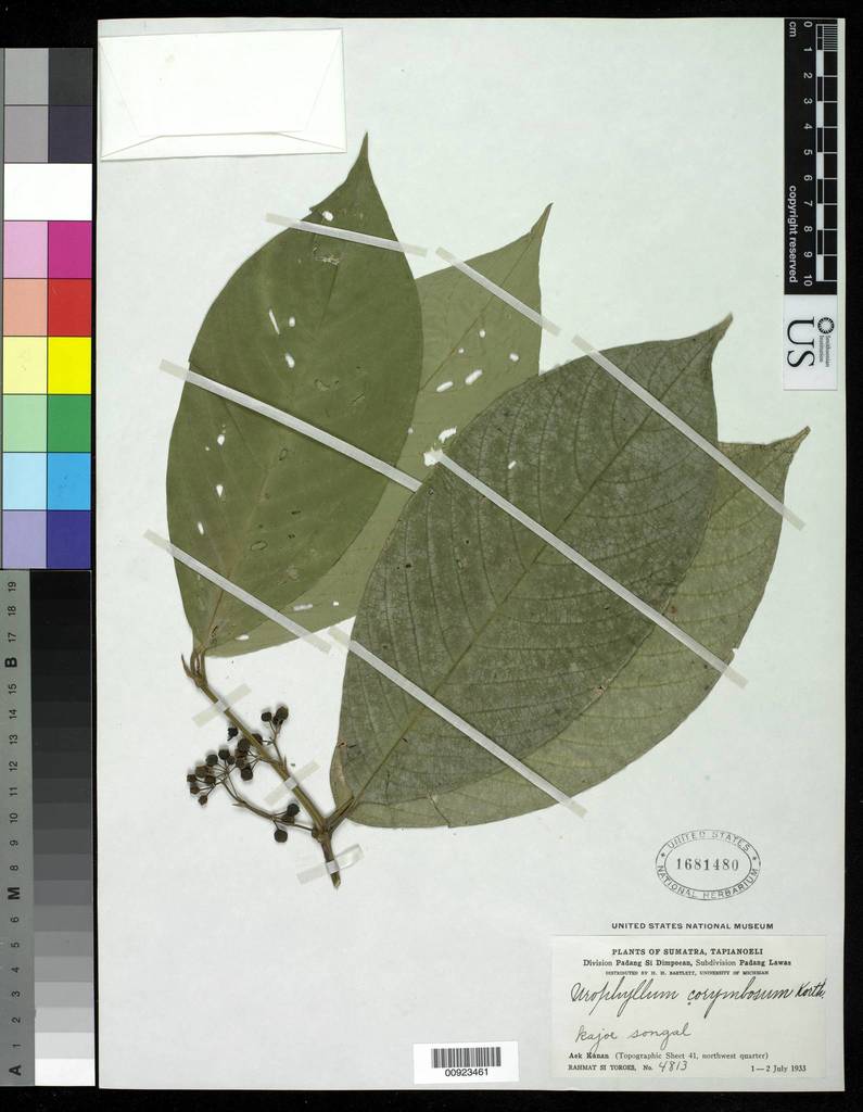 Urophyllum corymbosum