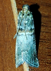 Acrobasis advenella