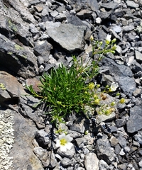 Mononeuria groenlandica