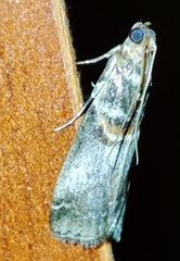Acrobasis advenella