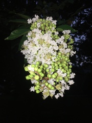 Lagerstroemia indica