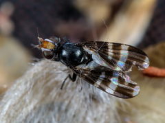 Herina frondescentiae